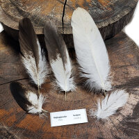 Weißkopfseeadler - Deckfedern Set - 00578-5