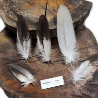 Weißkopfseeadler - Deckfedern Set - 00578-5