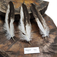 Weißkopfseeadler - Deckfedern Set - 00579-3