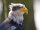 Weißkopfseeadler Deckfedern (3 Stück) | Vogelfedern | Nr. 00579-3