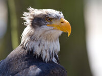 Weißkopfseeadler Deckfedern (3 Stück) | Vogelfedern | Nr. 00580-3