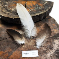 Weißkopfseeadler - Deckfedern Set - 00580-3