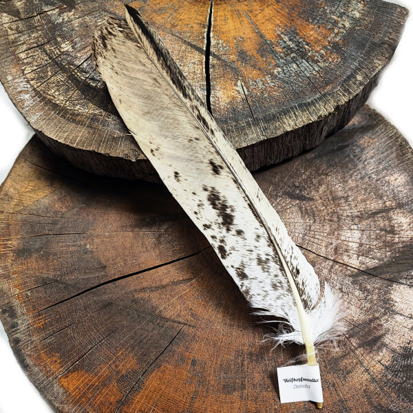 Weißkopfseeadler - Stoßfeder - 00582