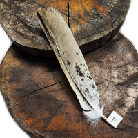 Weißkopfseeadler - Stoßfeder - 00582