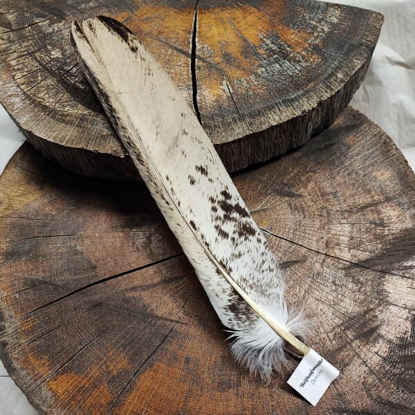 Weißkopfseeadler - Stoßfeder - 00583