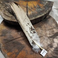 Weißkopfseeadler - Stoßfeder - 00583