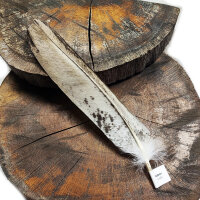 Weißkopfseeadler - Stoßfeder - 00583