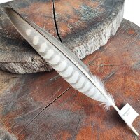 Sakerfalke - Schwungfeder - 00589