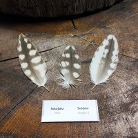 Sakerfalke - Deckfeder Set - 00590-3