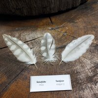 Sakerfalke Deckfedern (3 Stück) | Vogelfedern | Nr. 00590-3