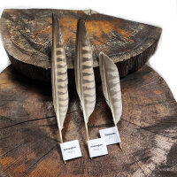 Wüstenfalken - Schwungfedern Set - 00591-3