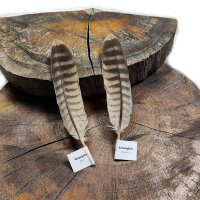 Wüstenfalken - Stoßfedern Set - 00592-2