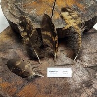 Europäischer Uhu - Deckfedern Set - 00594-4