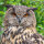 Europäischer Uhu Deckfedern (4 Stück) | Vogelfedern | Nr. 00594-4