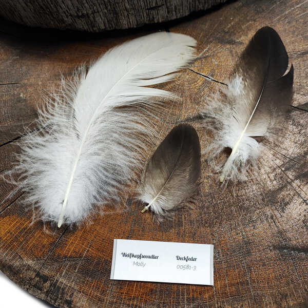 Weißkopfseeadler - Deckfedern Set - 00581-3