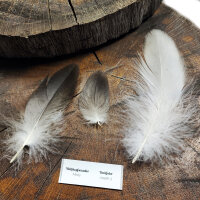 Weißkopfseeadler - Deckfedern Set - 00581-3