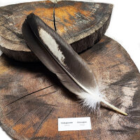 Feder vom Weißkopfseeadler - Schwungfeder - 00597