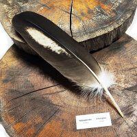 Feder vom Weißkopfseeadler - Schwungfeder - 00597
