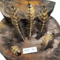 Europäischer Uhu - Deckfedern Set - 00596-5