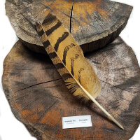 Europäischer Uhu - Schwungeder - 00595-1