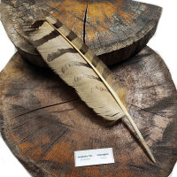 Europäischer Uhu - Schwungeder - 00595-1