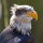 Weißkopfseeadler Schwungfedern (2 Stück) | Vogelfedern | Nr. 00601-2