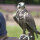 Luggerfalke Schwungfedern (3 Stück) | Vogelfedern | Nr. 00603-3