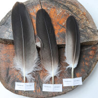 Weißkopfseeadler Schwungfedern (3 Stück) |...