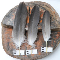 Weißkopfseeadler Schwungfedern (3 Stück) | Vogelfedern | Nr. 00612-3