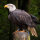 Weißkopfseeadler Deckfedern (2 Stück) | Vogelfedern | Nr. 00617-2